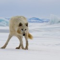 Wolves and wolverines Wolves and wolverines