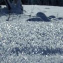 Large Surface Hoar Crystals Large Surface Hoar Crystals