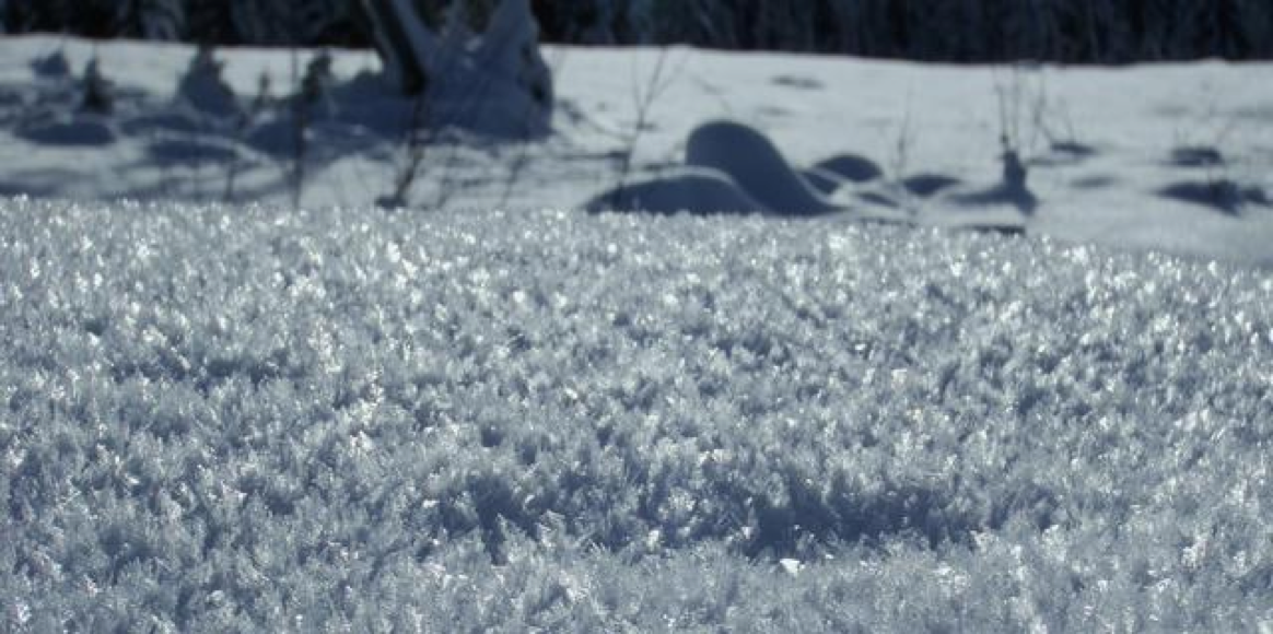 Large Surface Hoar Crystals