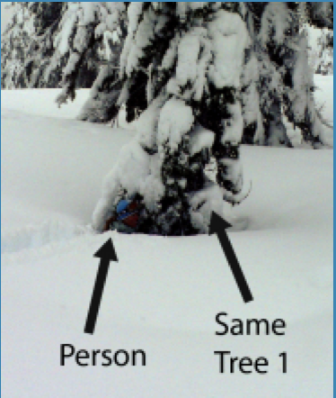 Gwyn (6') step into tree well of same Tree 1 is in photo A in ungroomed area.') stepping into tree well of same Tree1 that is in photo A in ungroomed area.