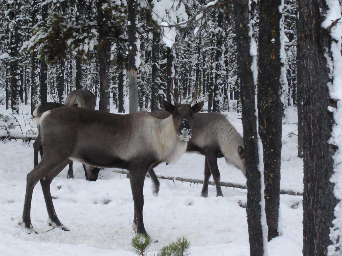 Pandemic Heli Ski Shutdown Doubled Range of Caribou